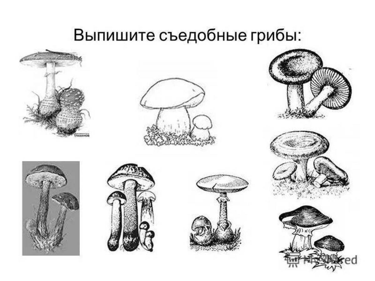 Фото Увлекательная раскраска съедобные грибы