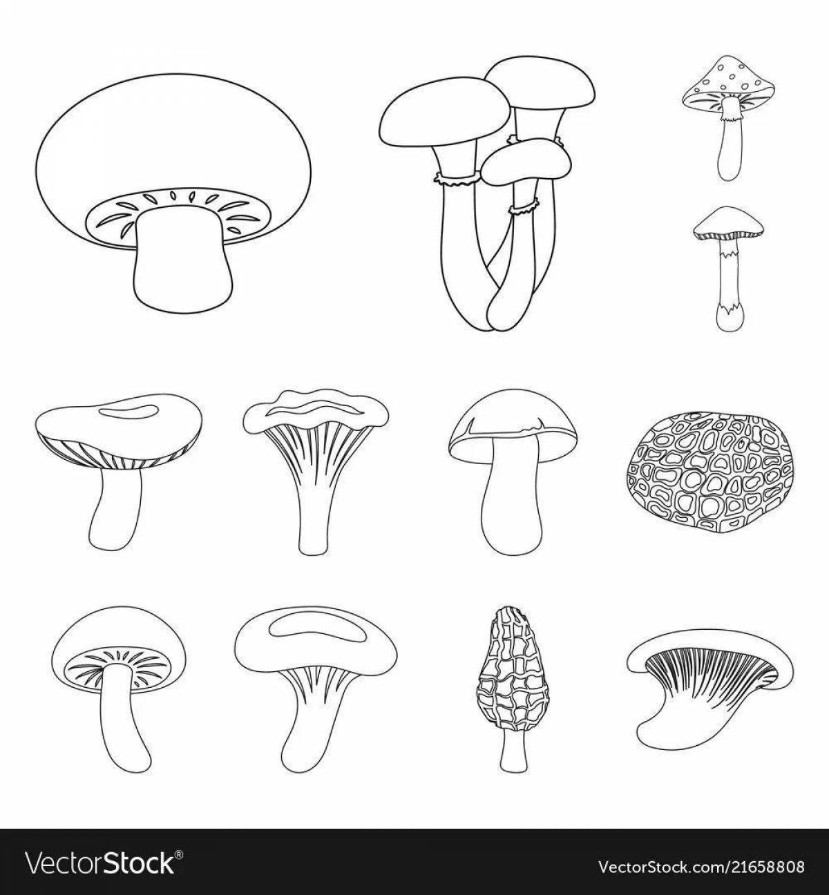 Фото Заманчивая раскраска съедобные грибы