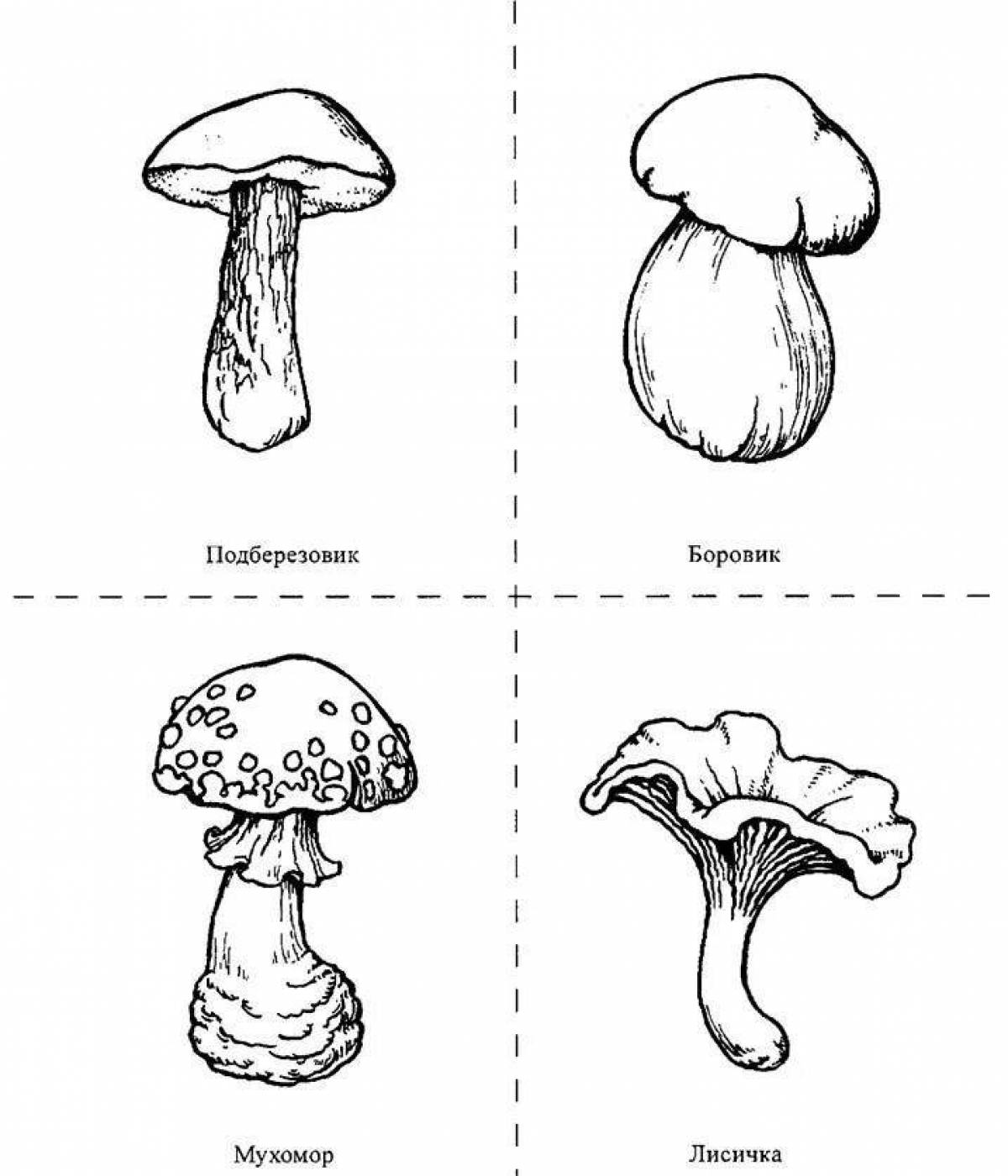 Великолепная раскраска съедобные грибы