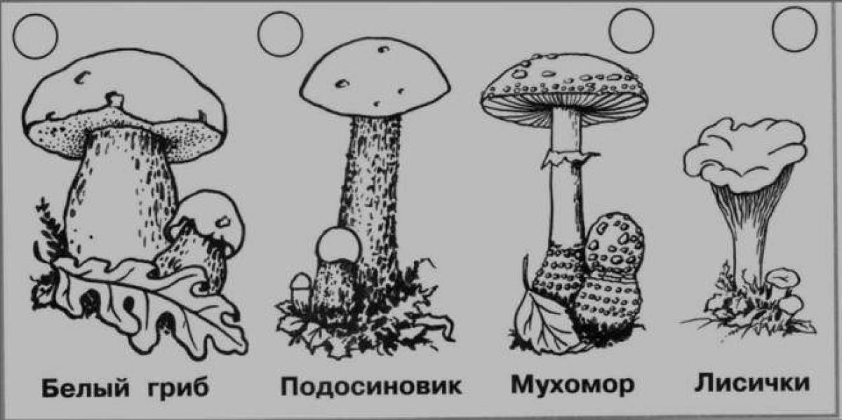 Фото Потрясающая раскраска съедобные грибы