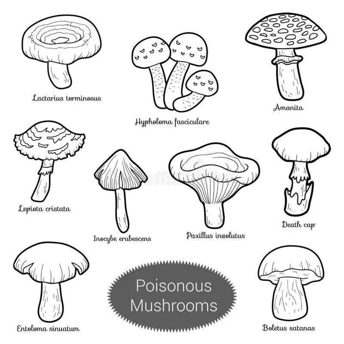 Фото Ослепительная раскраска съедобные грибы