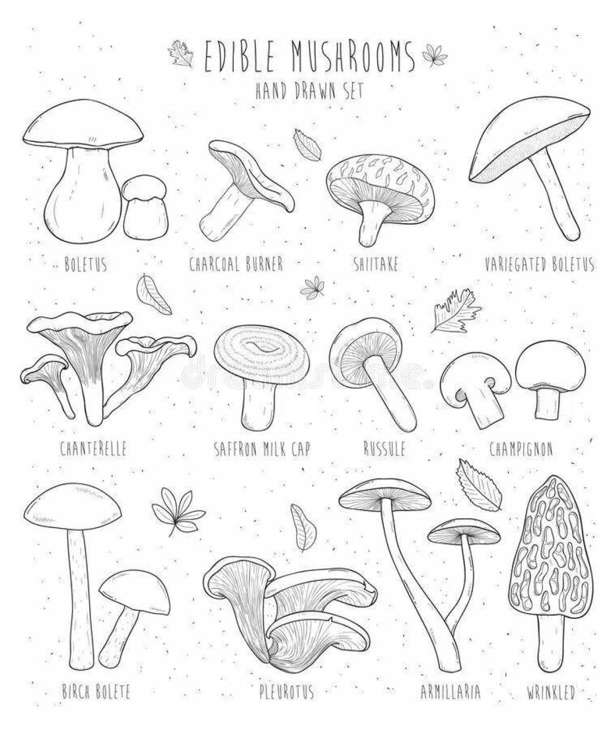 Фото Богатая раскраска съедобных грибов