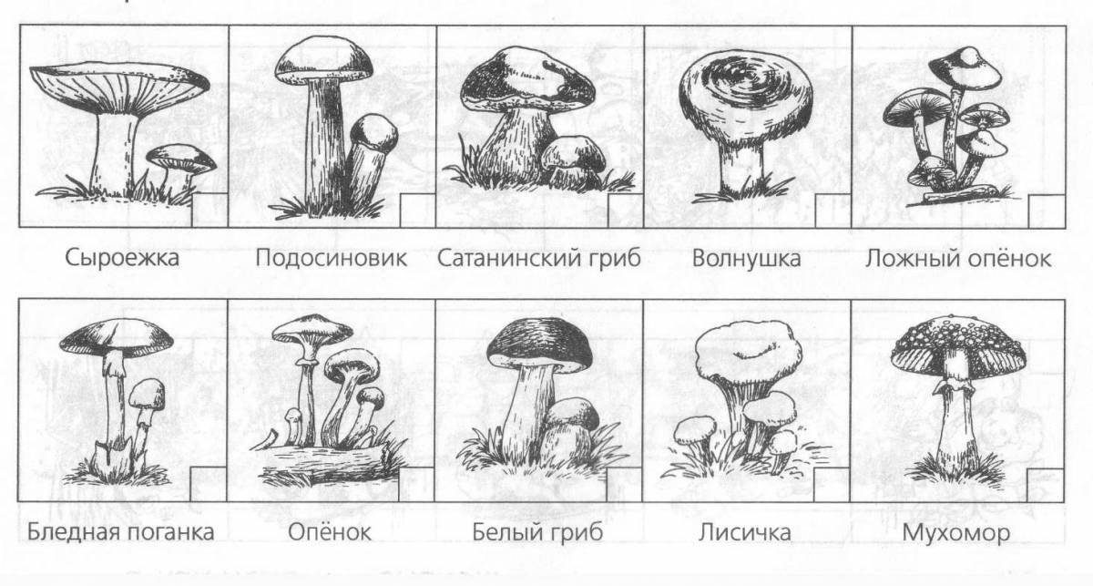 Фото Глубоко раскрашивая страницу съедобные грибы