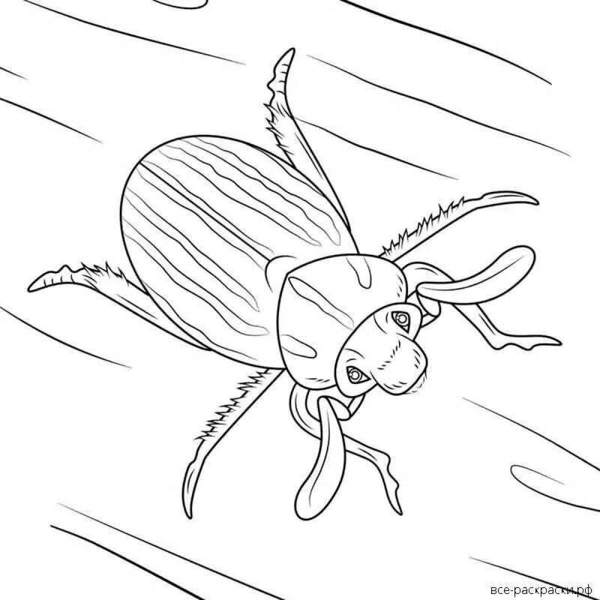 Фото Раскраска сияющий майский жук