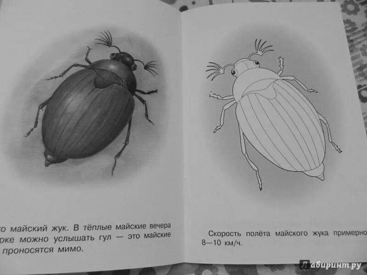 Фото Восхитительная страница раскраски майского жука