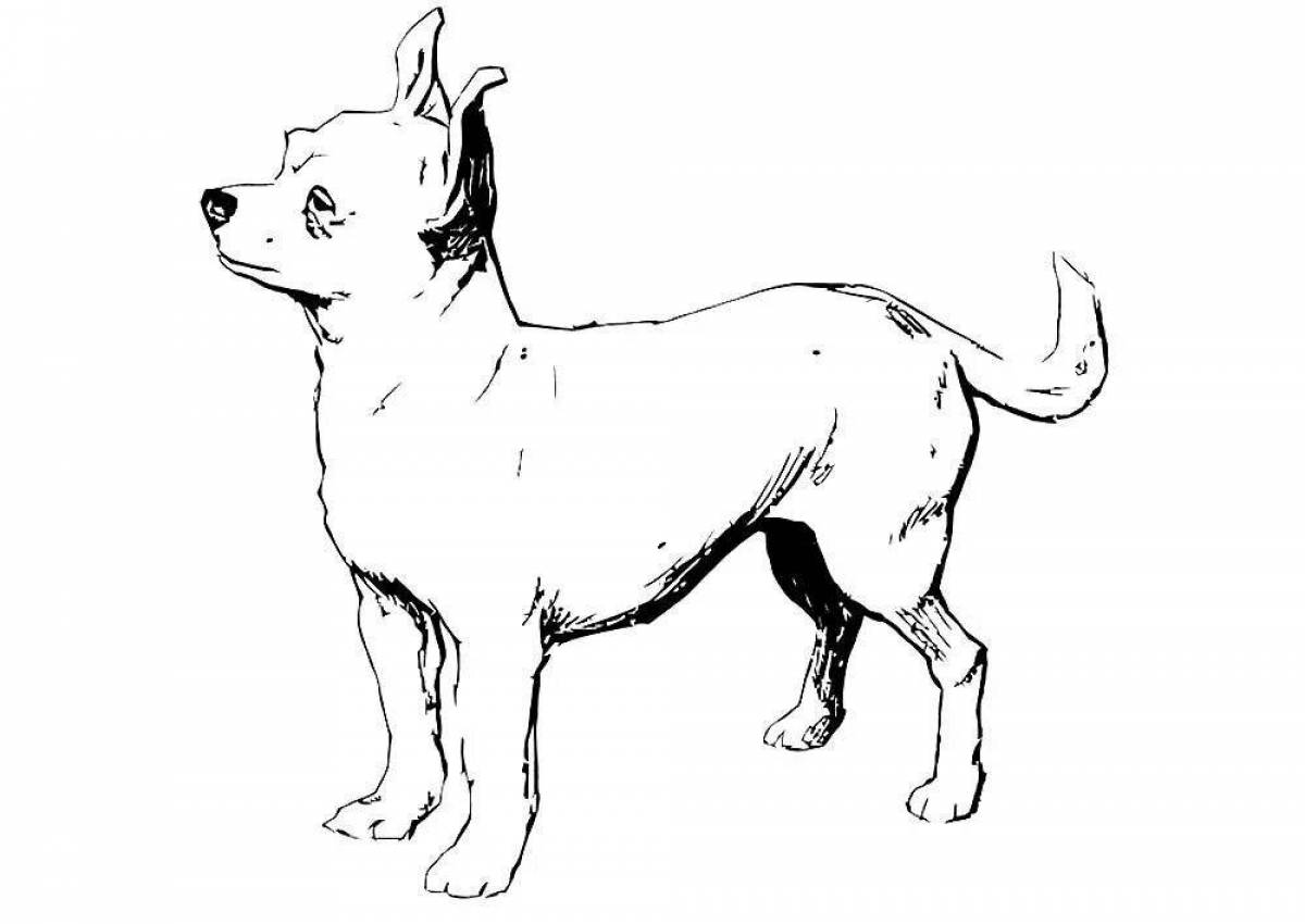 Фото Раскраска любознательная собака чихуахуа