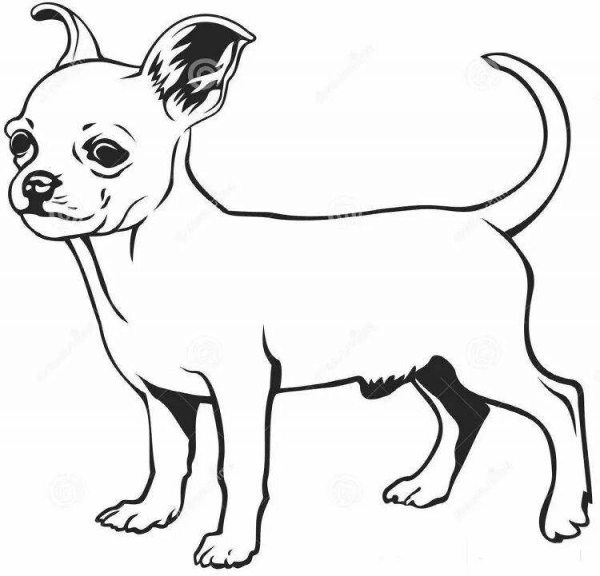 Фото Раскраска ласковая собака чихуахуа