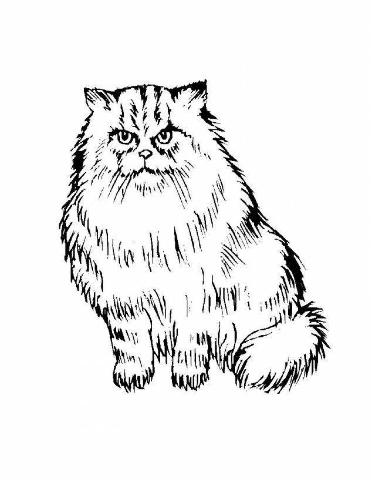 Фото Раскраска пушистый кот мейн-кун