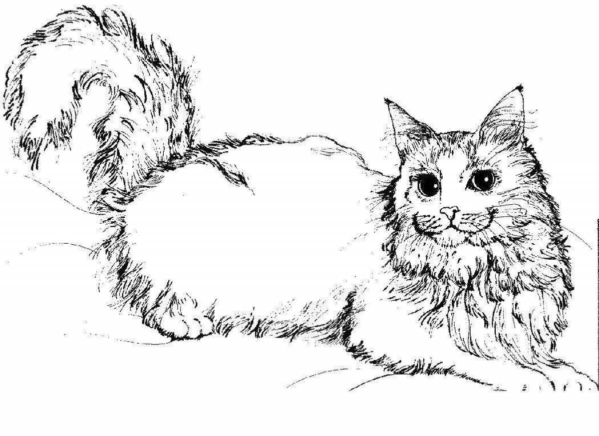 Coloring book fluffy Manx cat