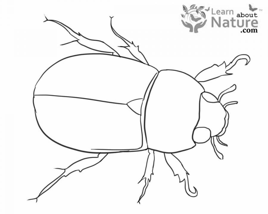 Картинка раскраска майский жук