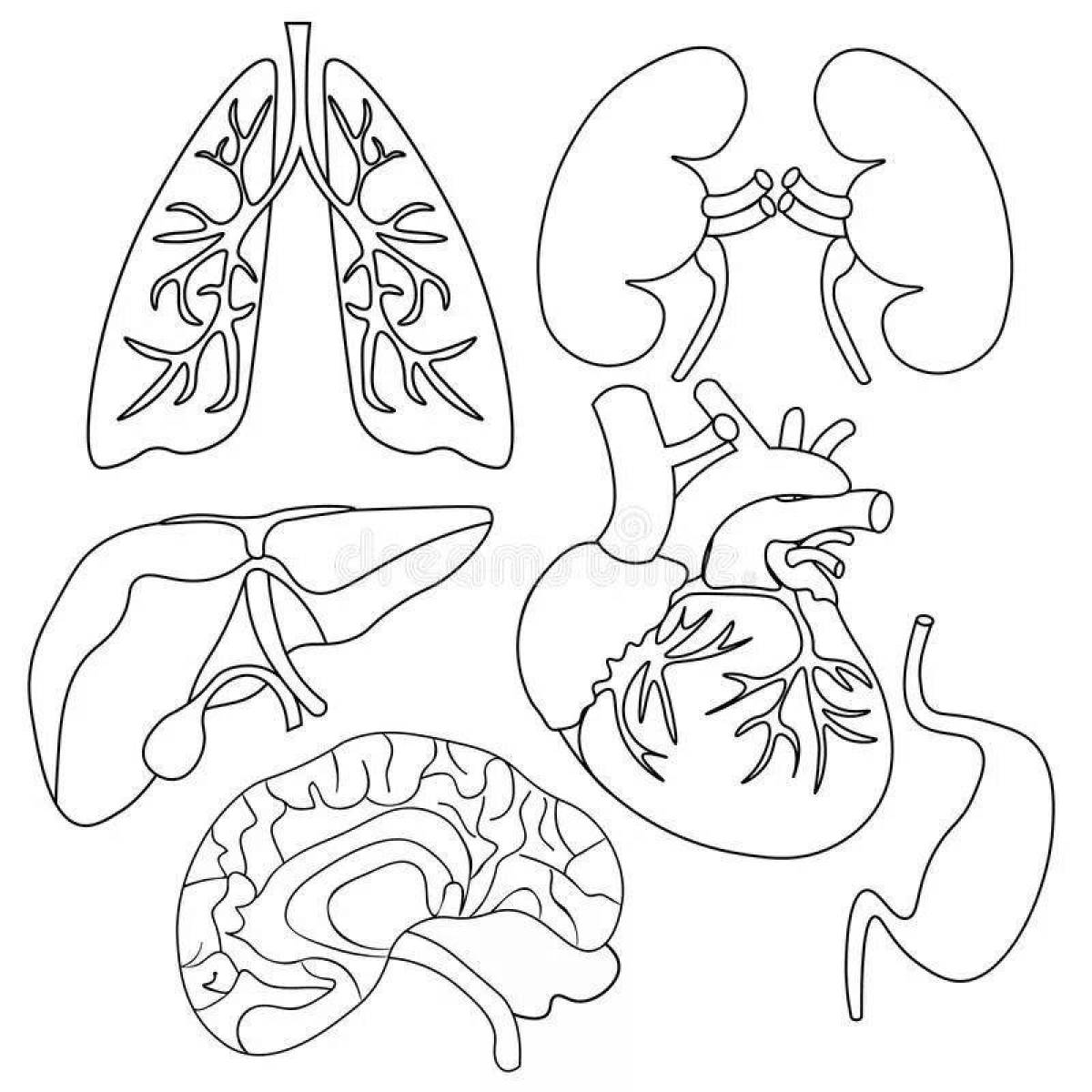 Внутренние органы человека для раскрашивания