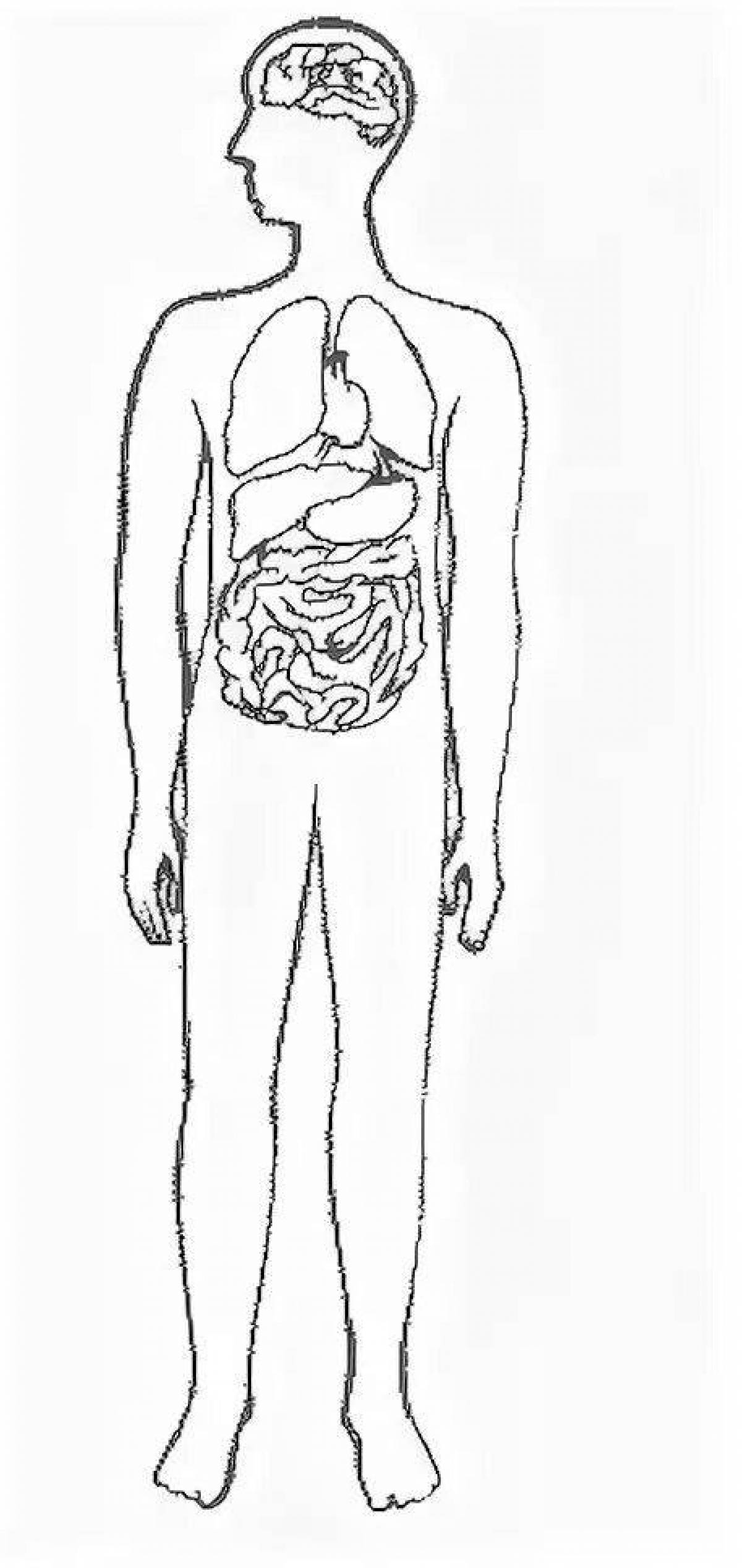 Рисунок человека с органами в полный рост