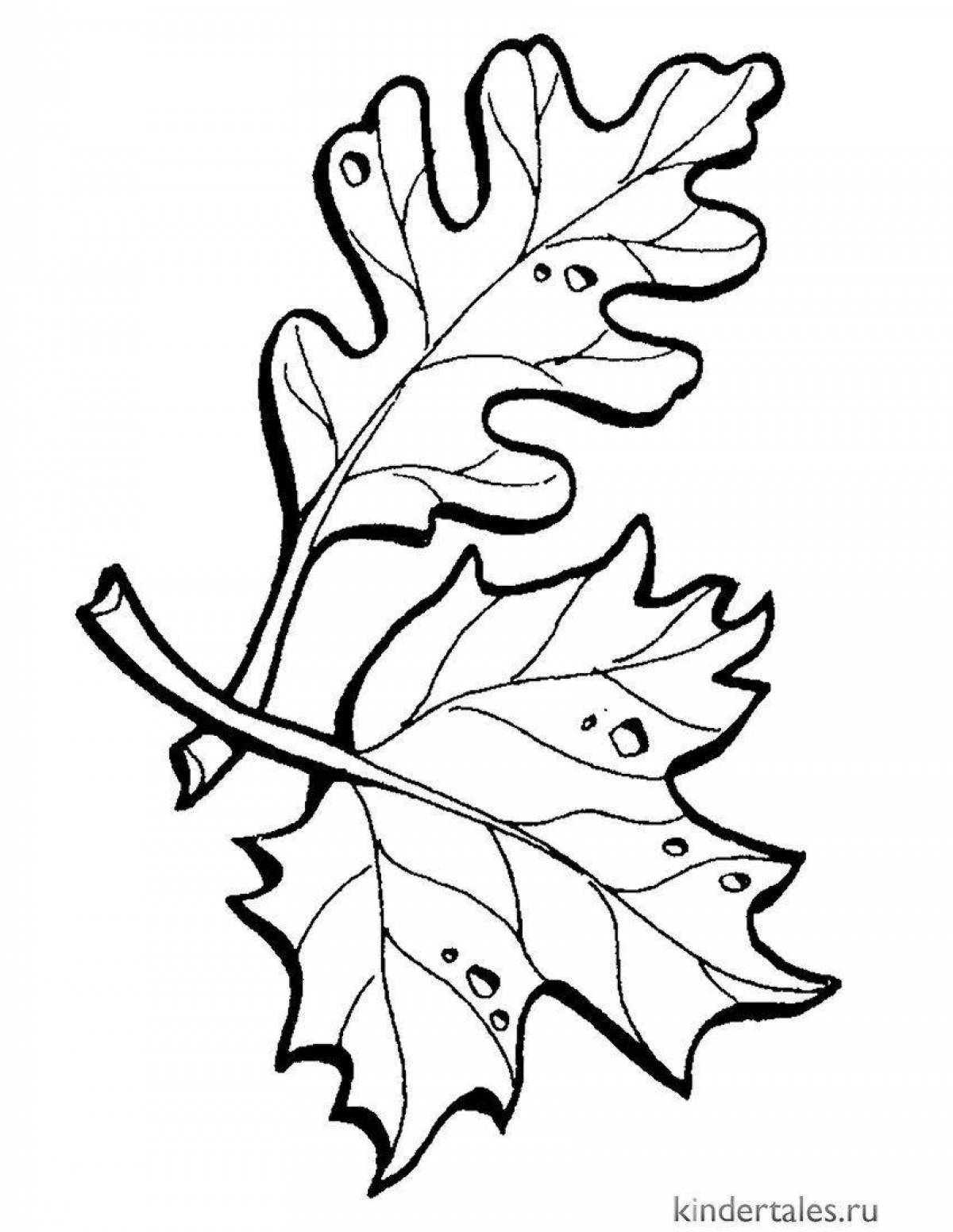Фото Раскраска великолепный дубовый лист