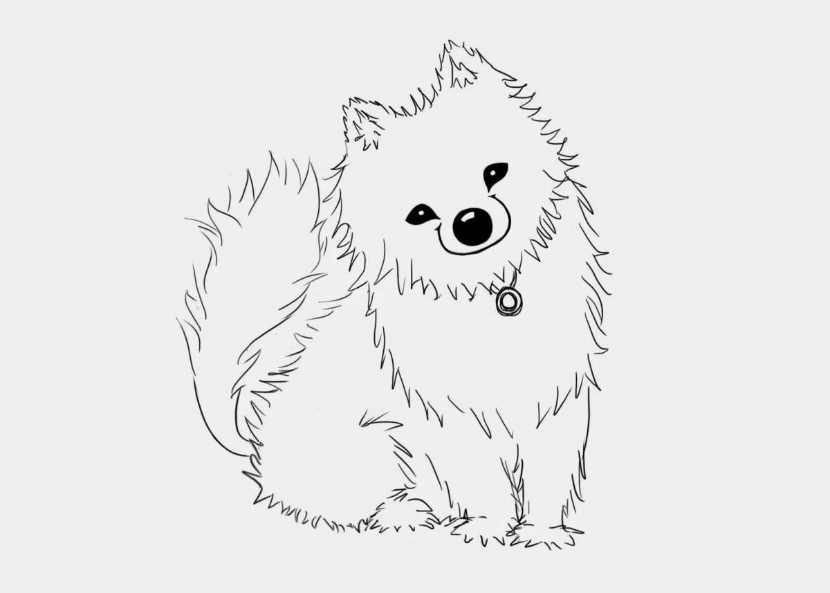 Раскраска собака померанский шпиц