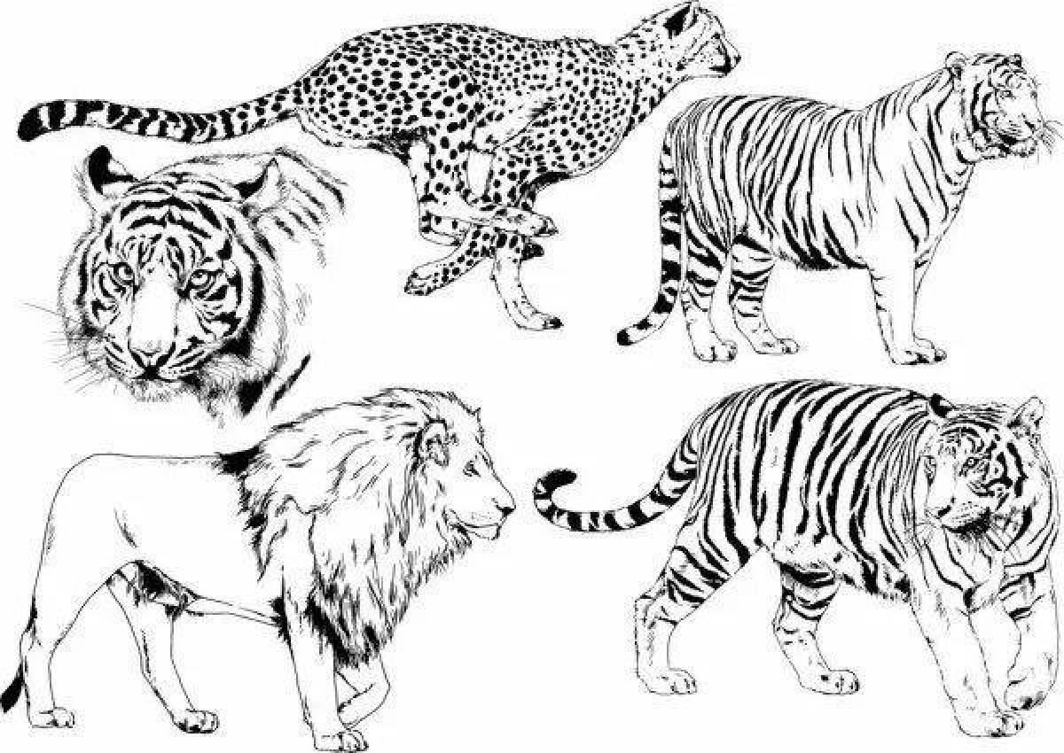 Фото Страница раскраски с изображением тигра и льва