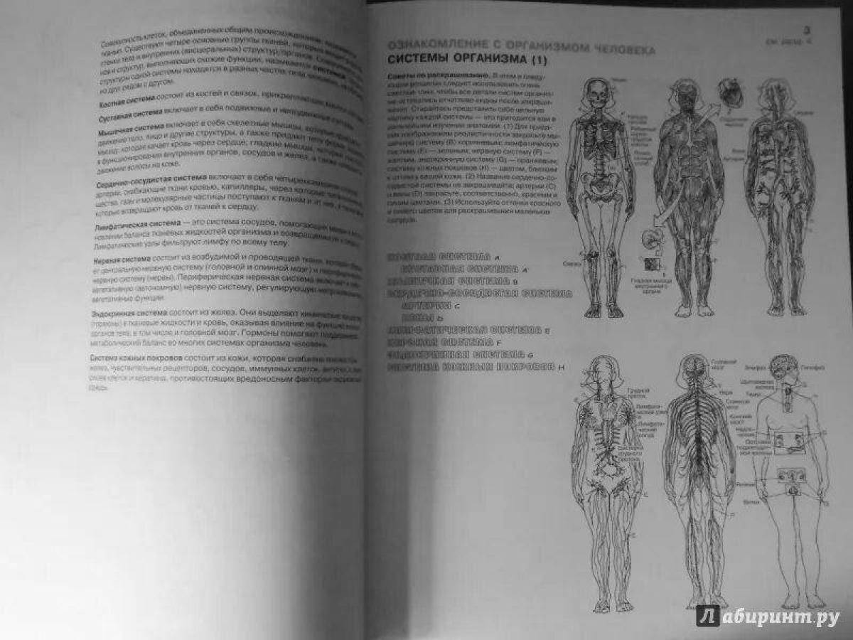 Атлас физиология человека #8