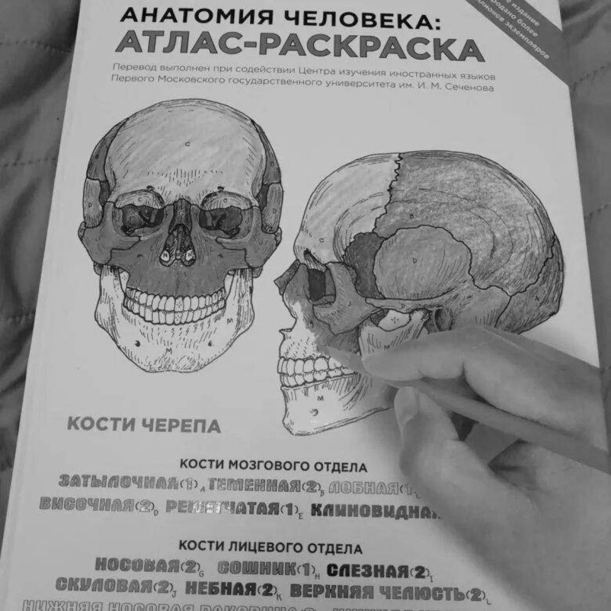 Atlas of human physiology #9