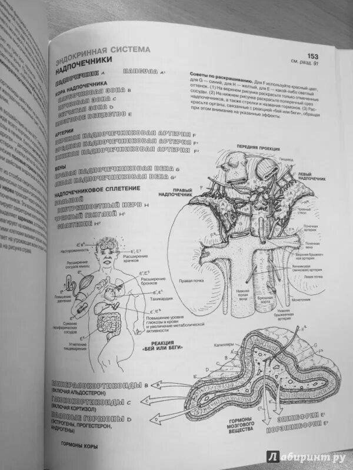 Atlas of human physiology #12