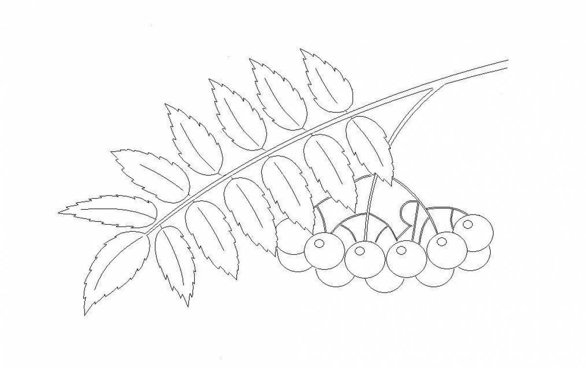 Рябина раскраска. Ветка рябины раскраска для детей. Веточка рябины. Ветка рябины без ягод. Раскраска ветка рябины с ягодами.