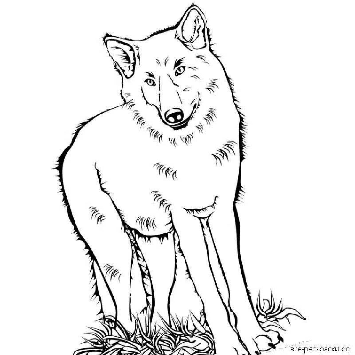 Красный волк рисунок раскраска