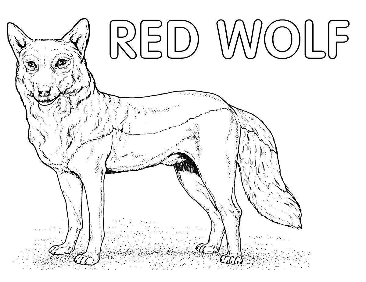 Раскраска красный волк из красной книги