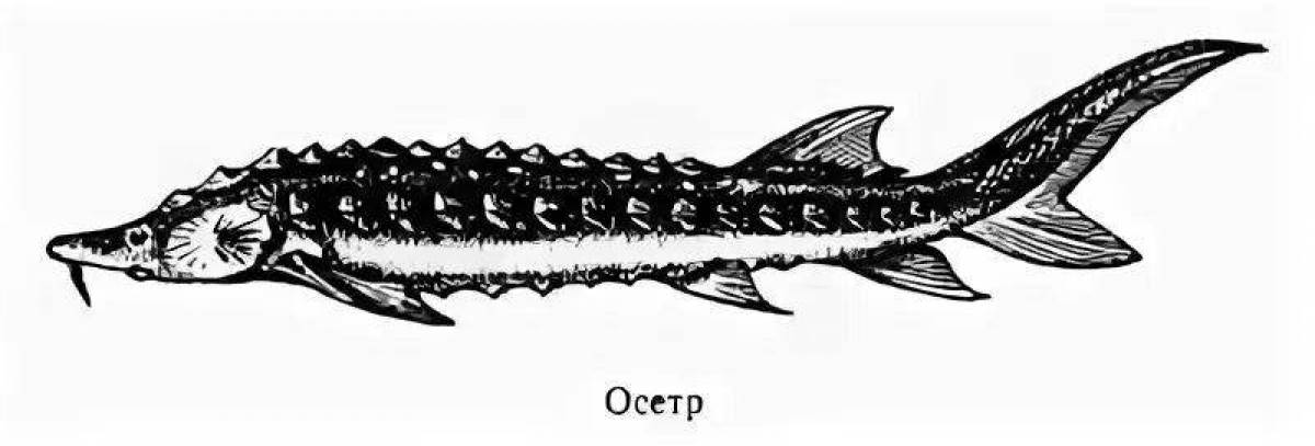 Осетр рыба рисунок