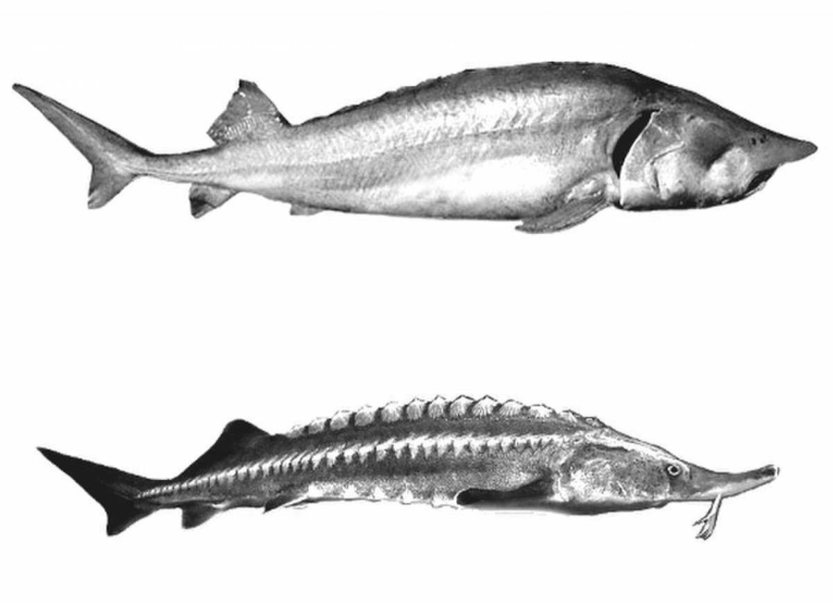 Азовская Белуга рисунок