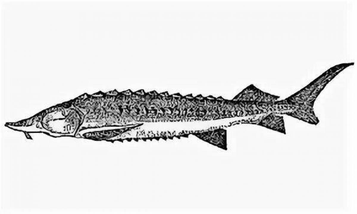 Стерлядь картинка для детей