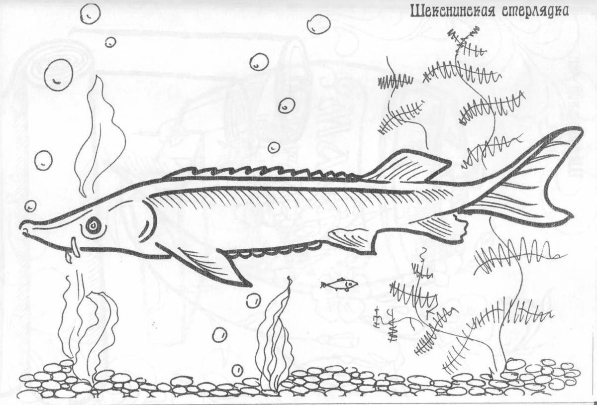 Стерлядь как нарисовать