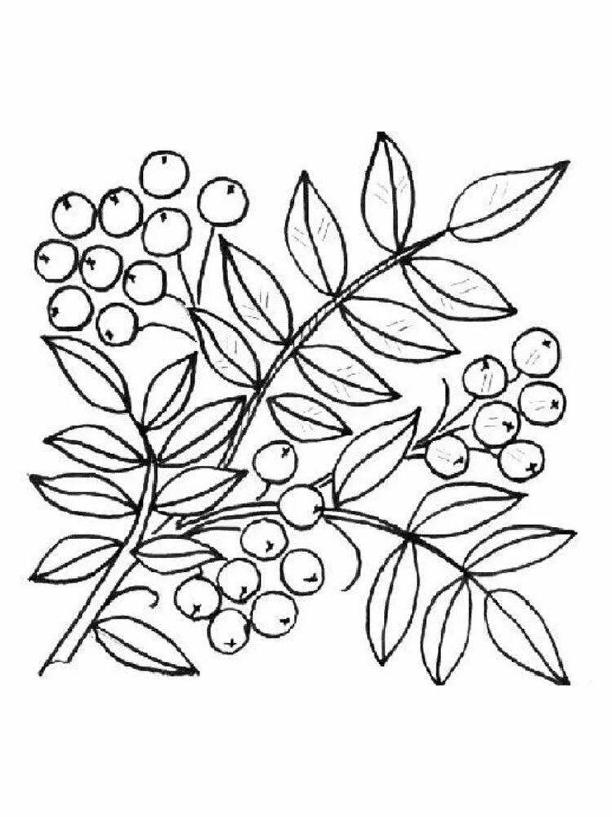Merry rowan twig coloring for children