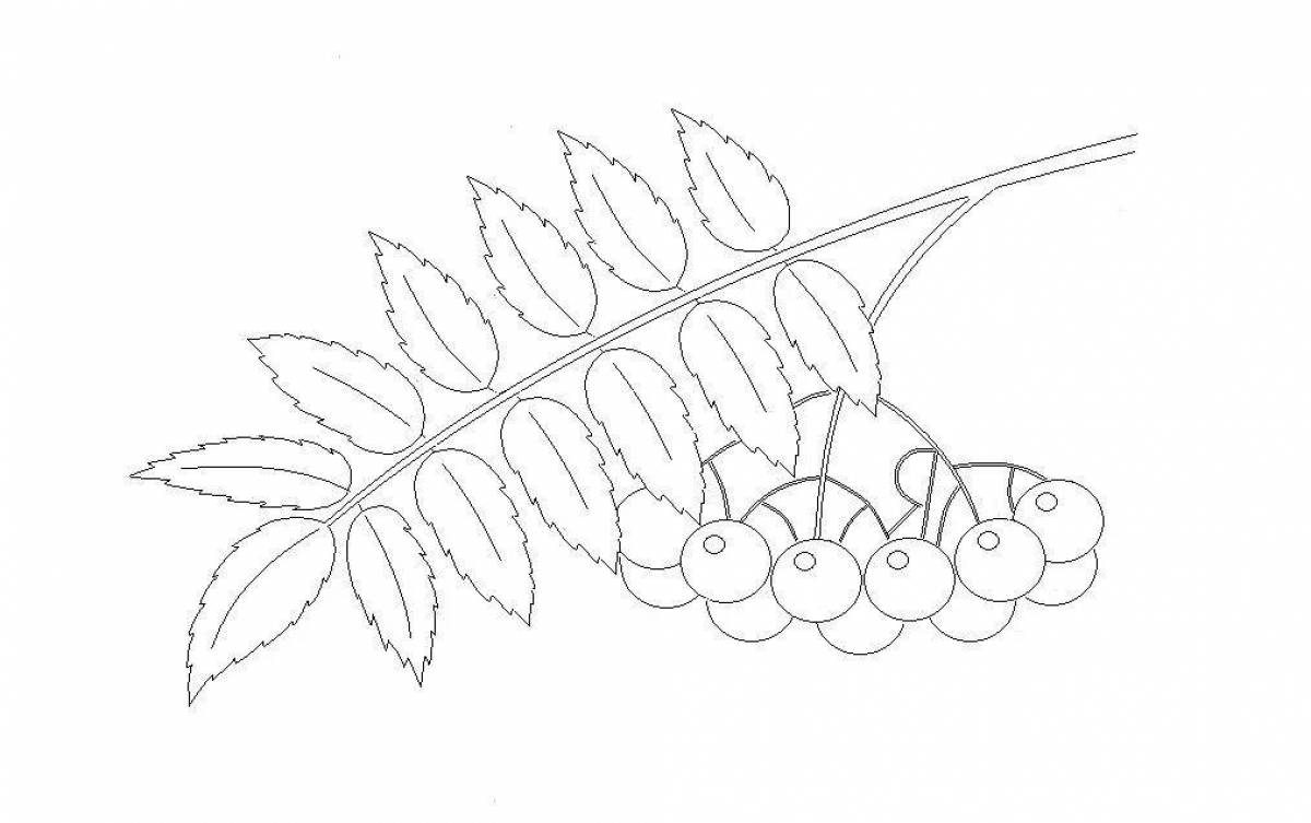 Charming rowan twig coloring for children