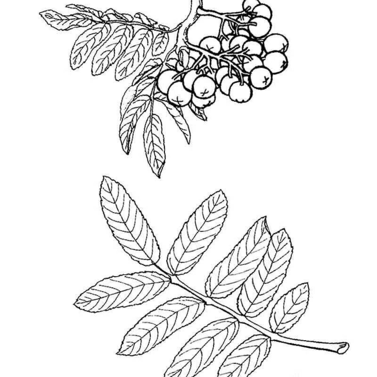 An interesting rowan twig coloring book for kids