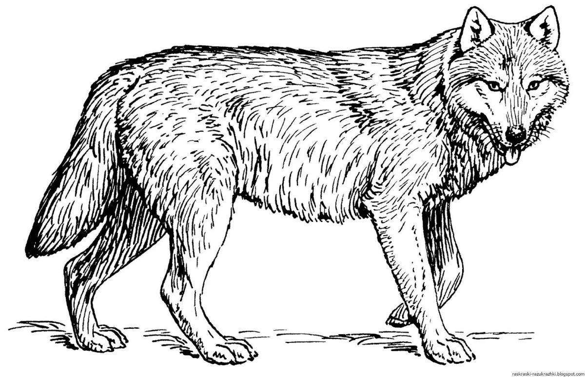 Фото Раскраска красивый рыжий волк