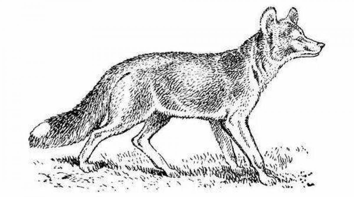 Фото Уникальная раскраска рыжий волк