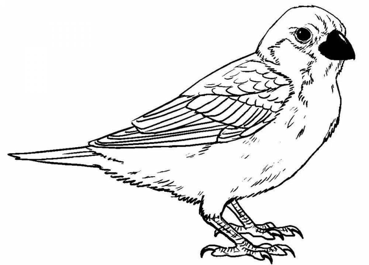 Colourful sparrows coloring book