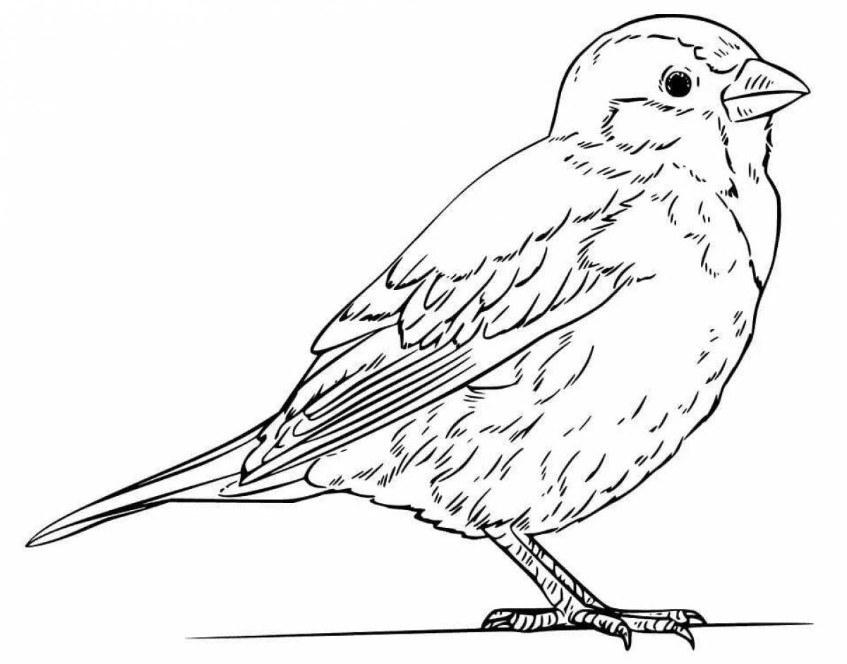 Coloring animated sparrows