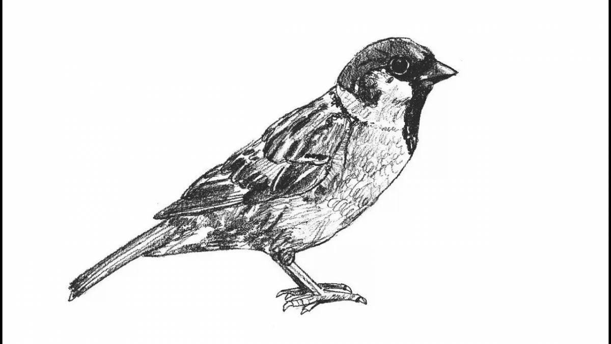 Glimmering sparrows coloring page