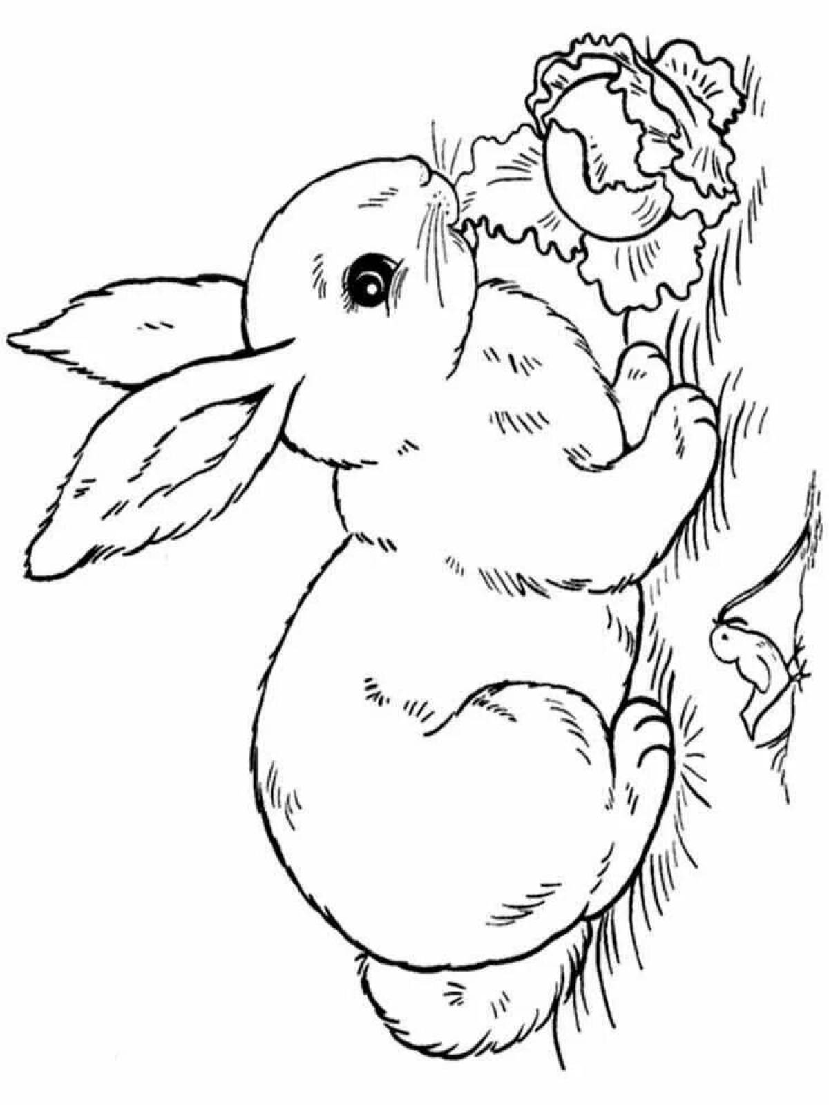 Delicate bunny coloring book