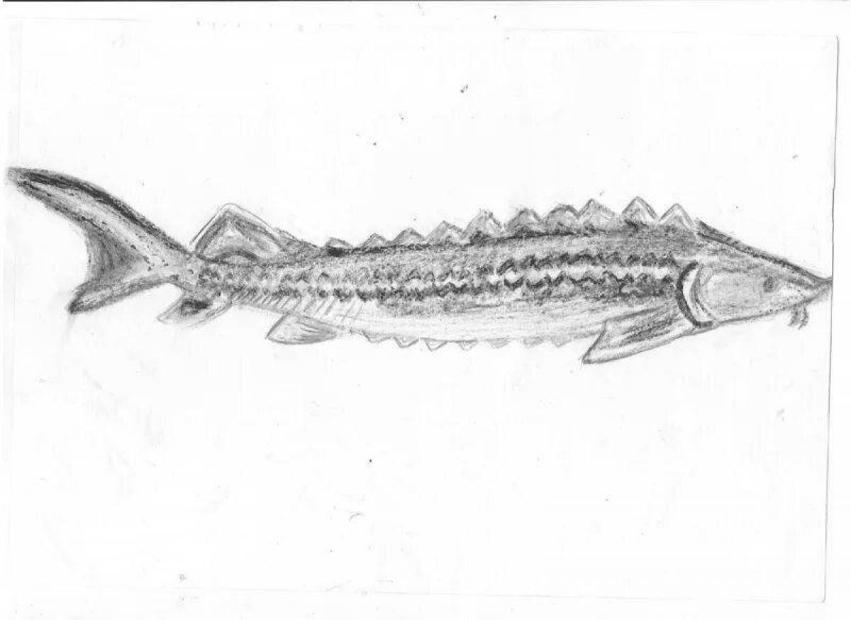 Animated sturgeon coloring page