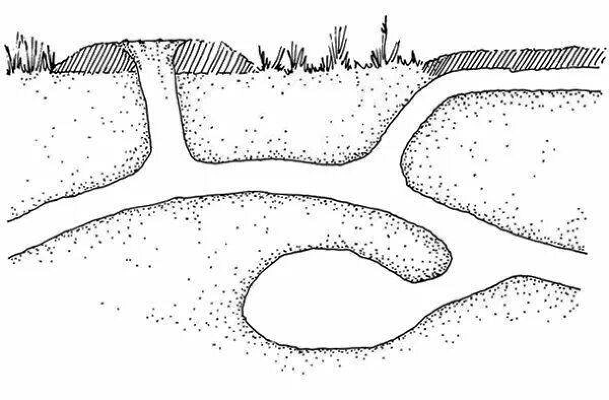 Нора сурка в разрезе с подписями картинки
