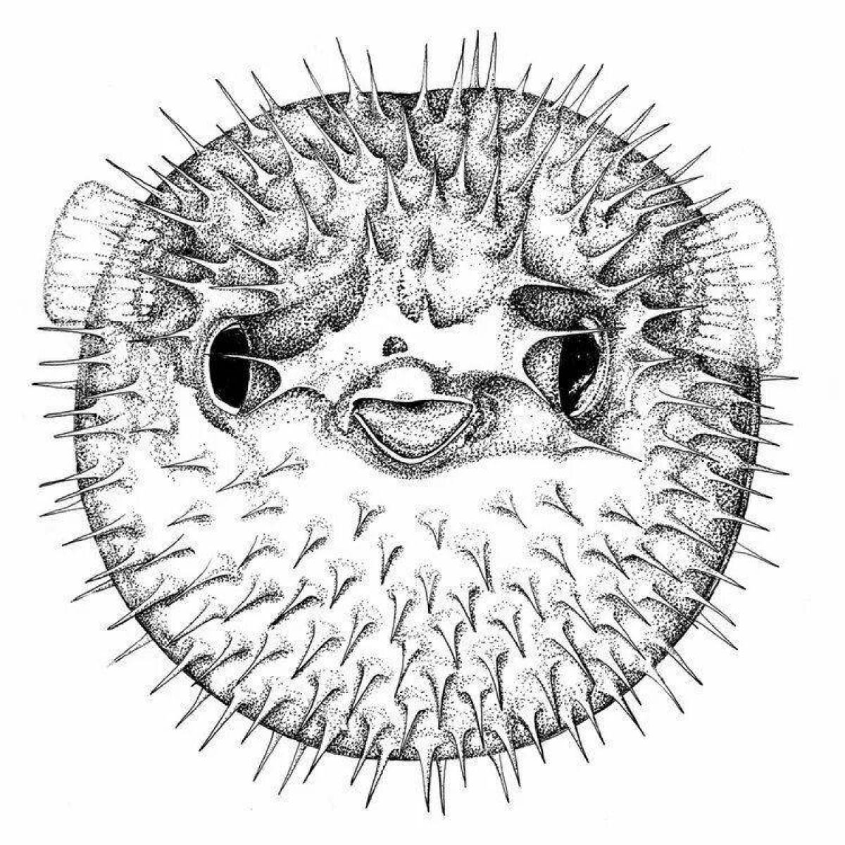 Рыба фугу раскраска