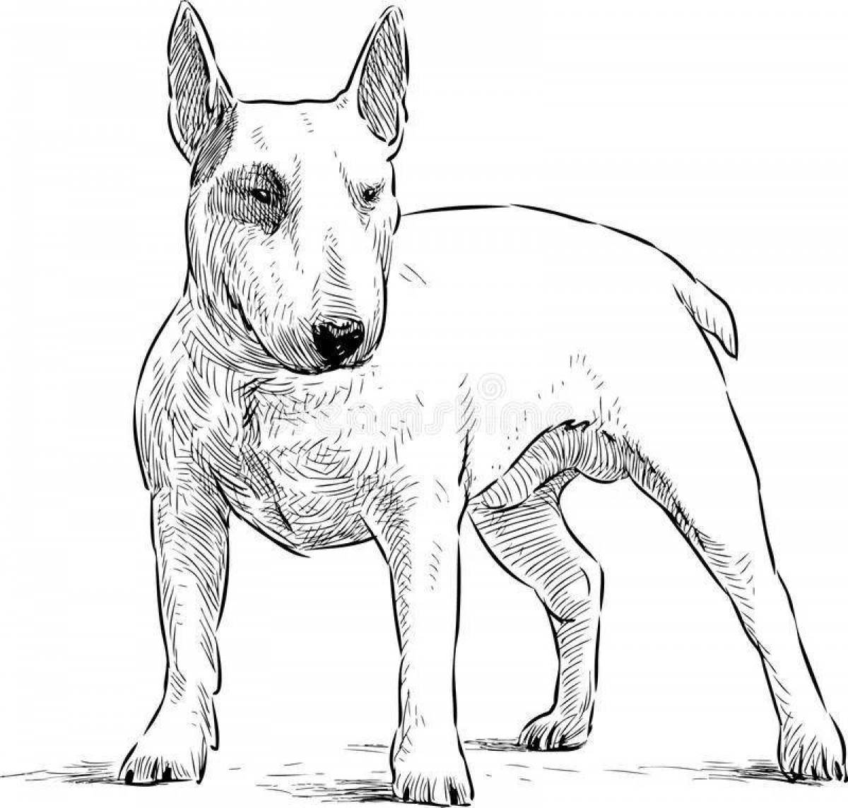 Majestic bull terrier coloring page