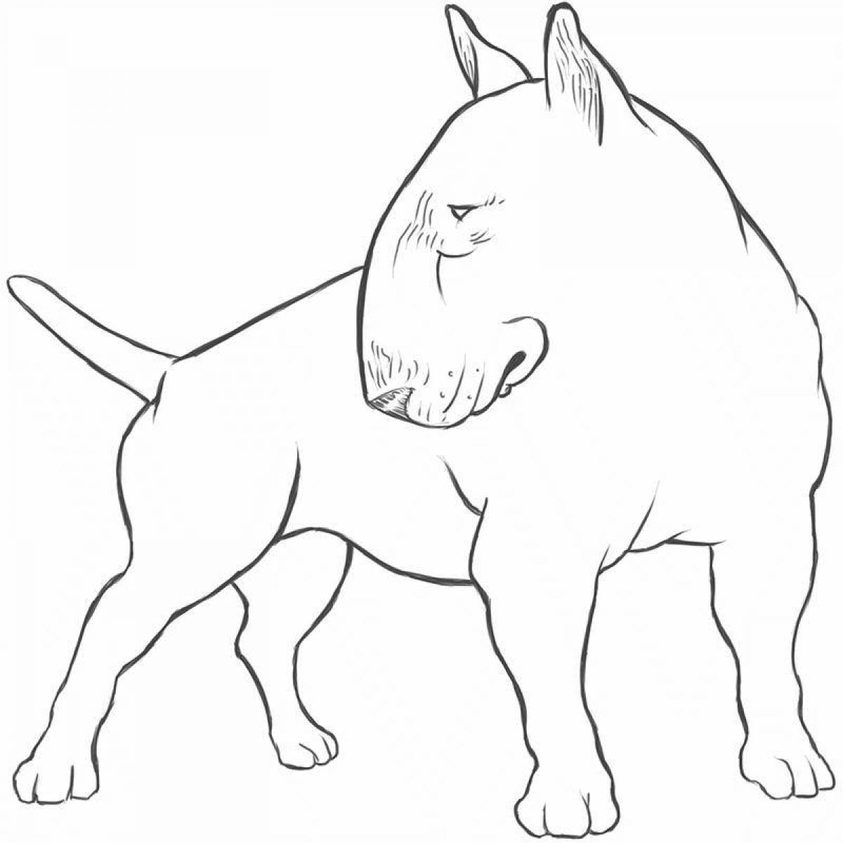 Bright coloring Bull Terrier