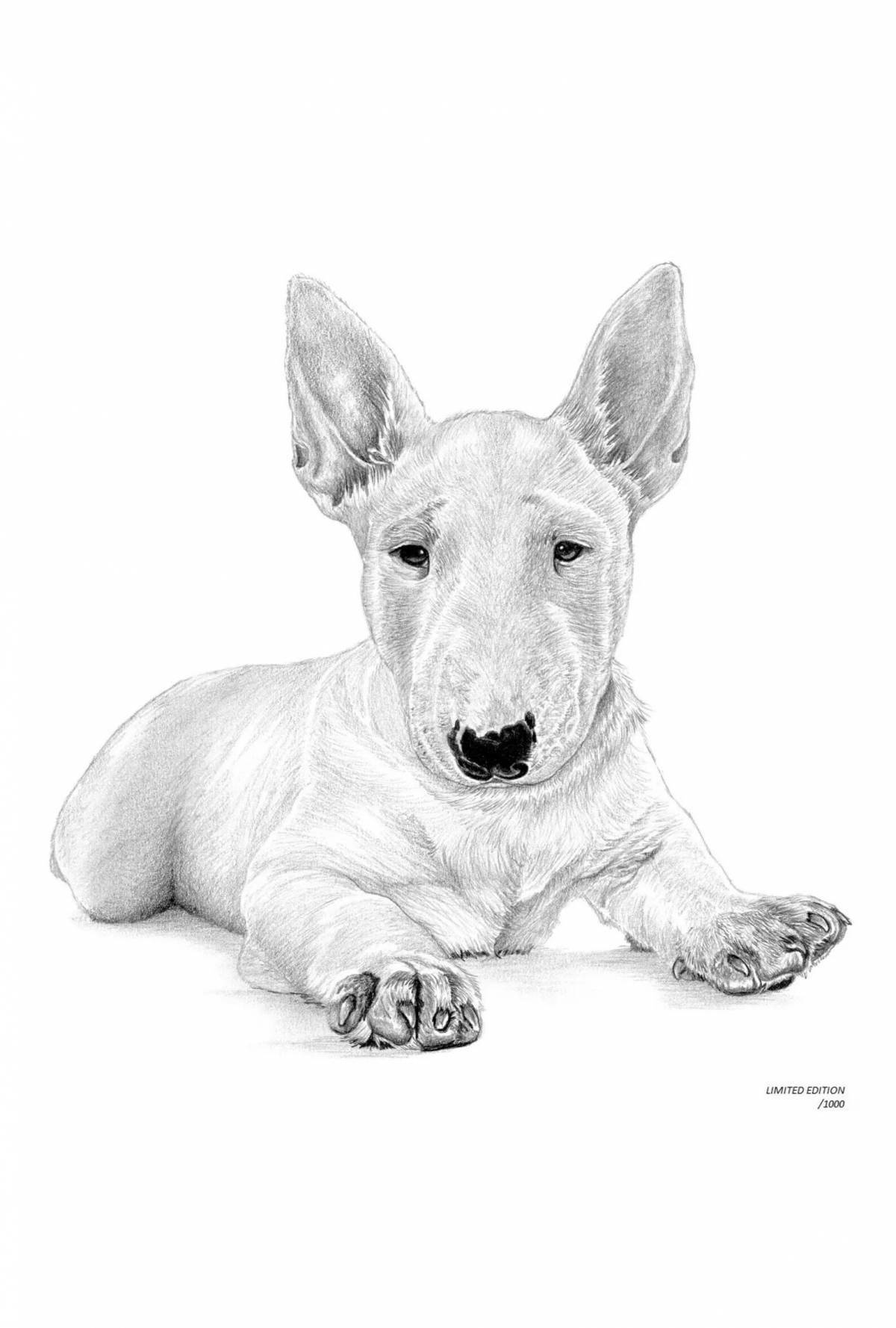 Confident coloring bull terrier
