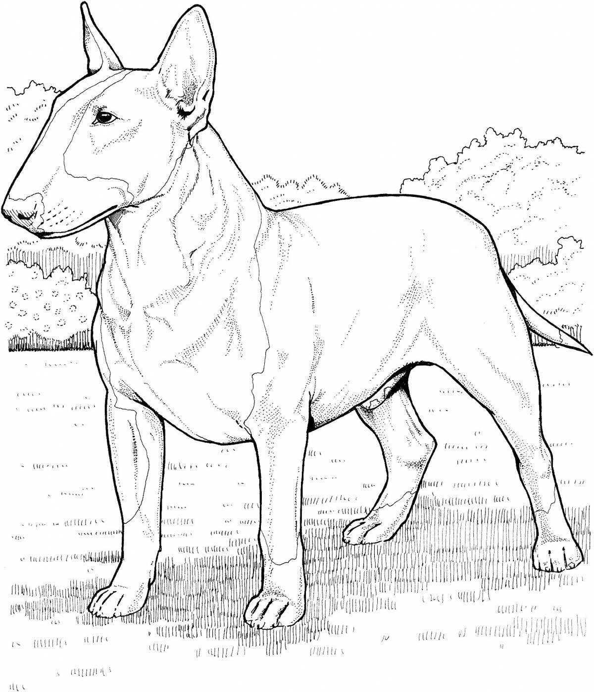 Elegant bull terrier coloring book