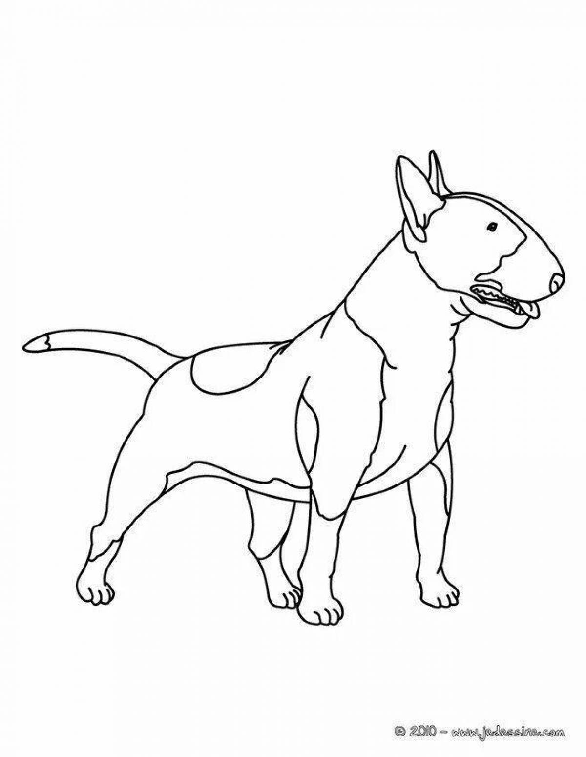Intellectual coloring of bull terrier