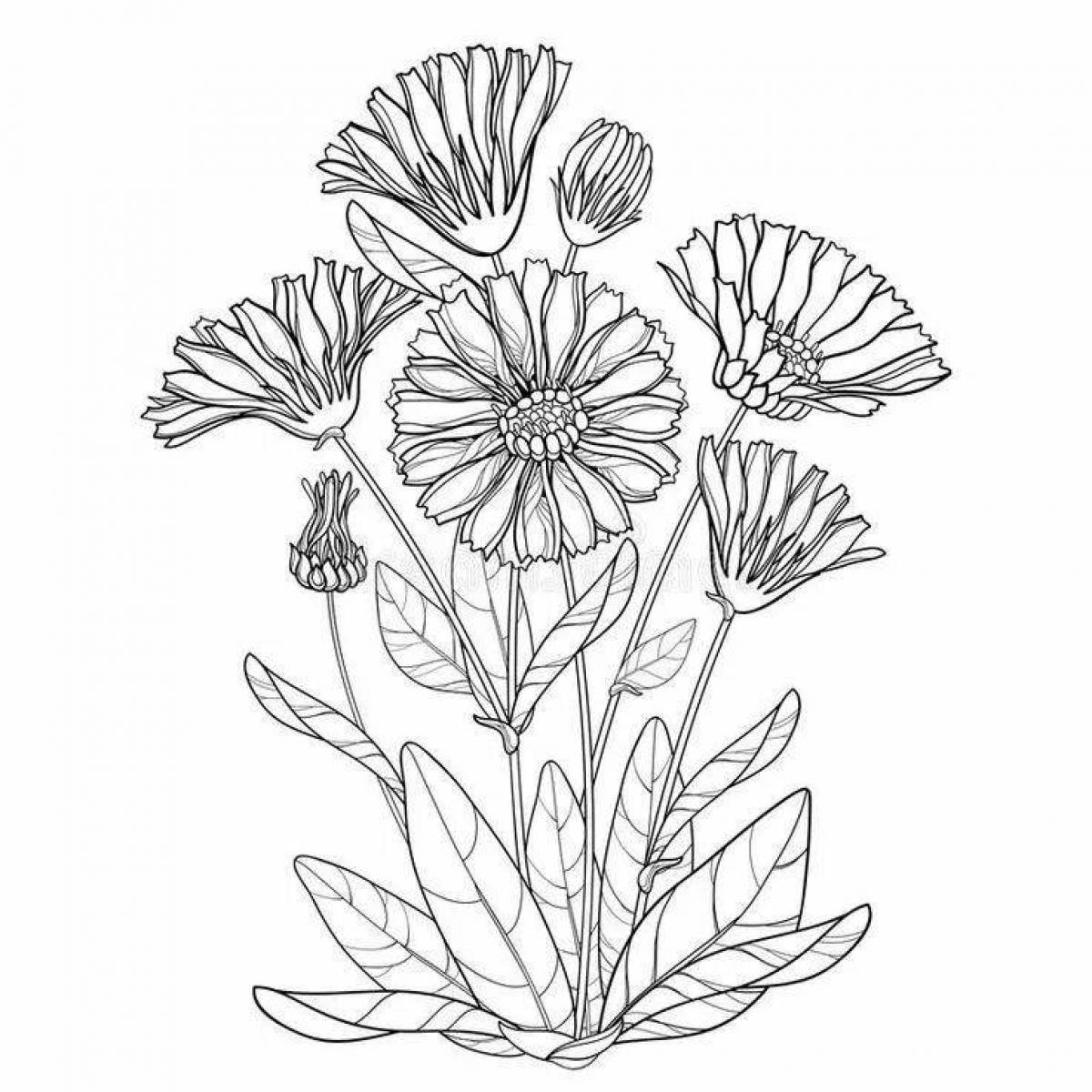 Colorful marigold coloring page