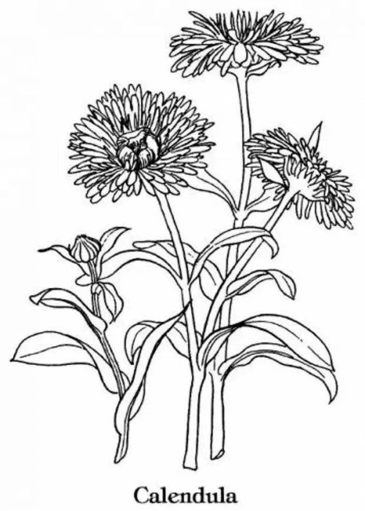 Playful marigold coloring page