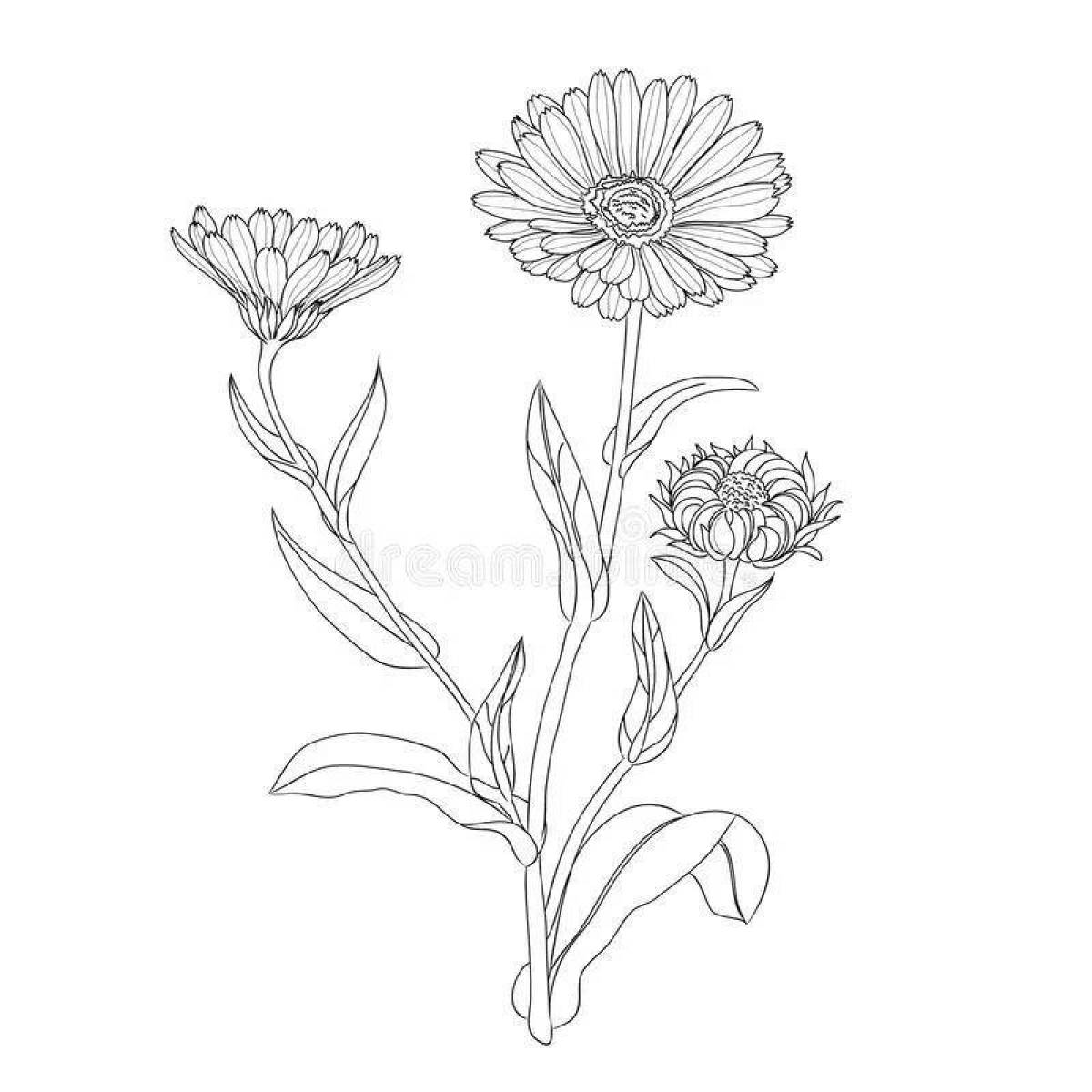 Marigold live coloring page