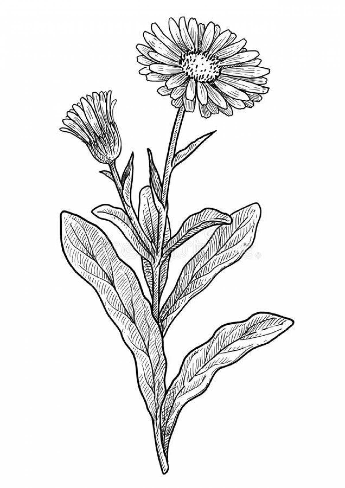 Calendula blooming coloring page